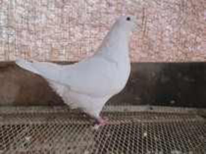 85150150_UKSSSVU m 2012