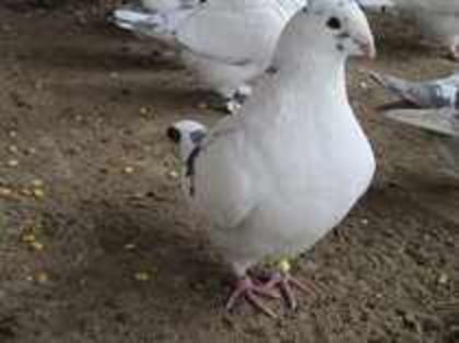 85285112_MESHDFB3 f 2011