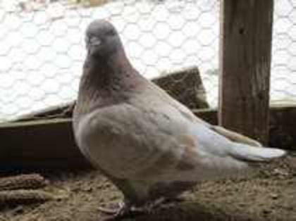 85285158_ZWWSEEL3 m 2011