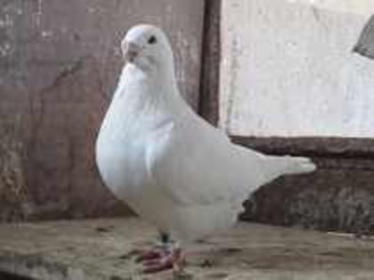 85285165_XTEGSGR3 m 2009