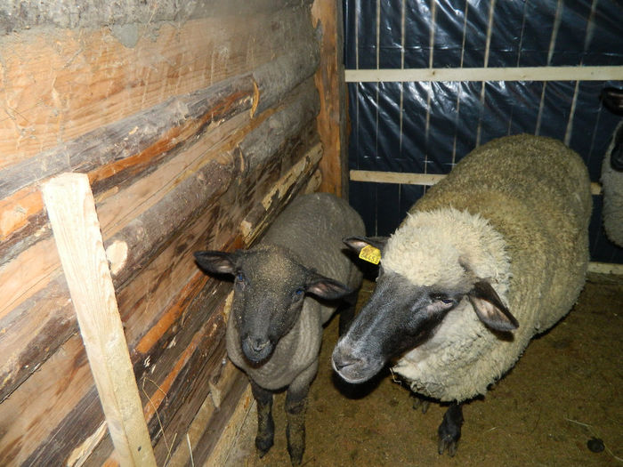 Fenykep eszter 209 - Animale ce detin 2014 la noua ferma