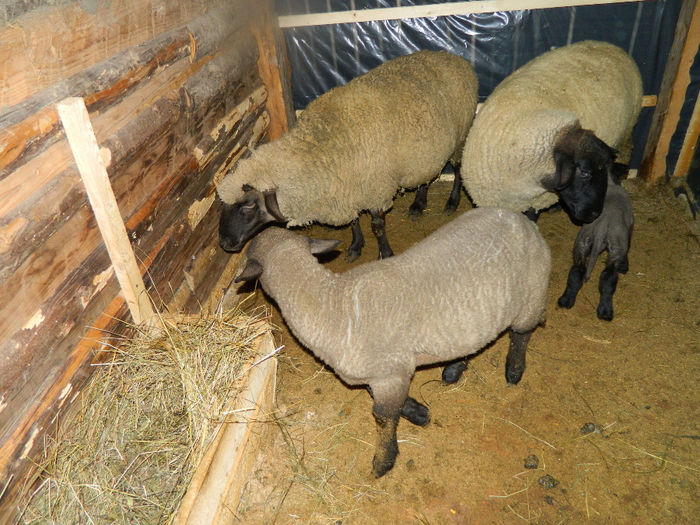 Fenykep eszter 211 - Animale ce detin 2014 la noua ferma
