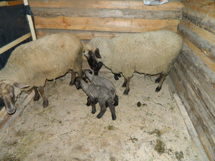 Fenykep eszter 214 - Animale ce detin 2014 la noua ferma