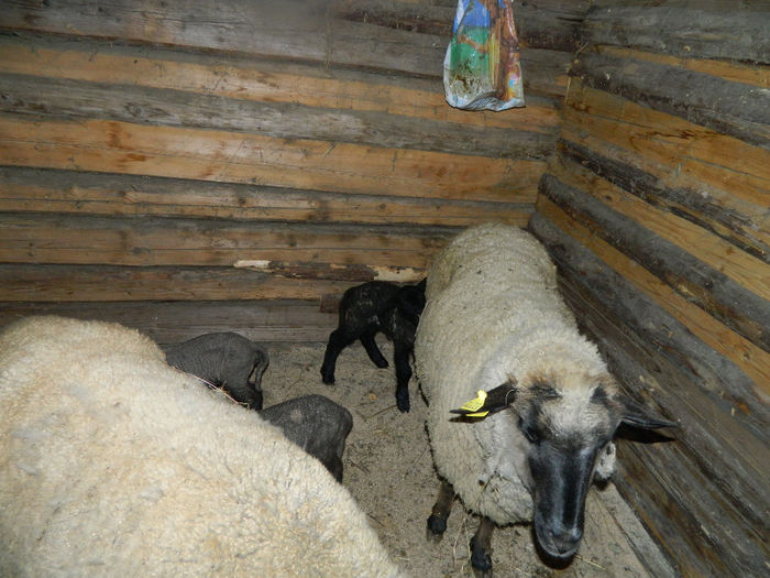 Fenykep eszter 215 - Animale ce detin 2014 la noua ferma