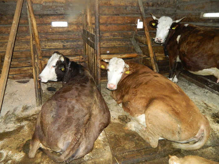 Fenykep eszter 220 - Animale ce detin 2014 la noua ferma