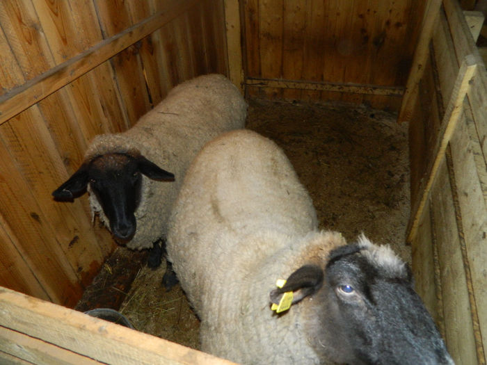 Fenykep eszter 231 - Animale ce detin 2014 la noua ferma