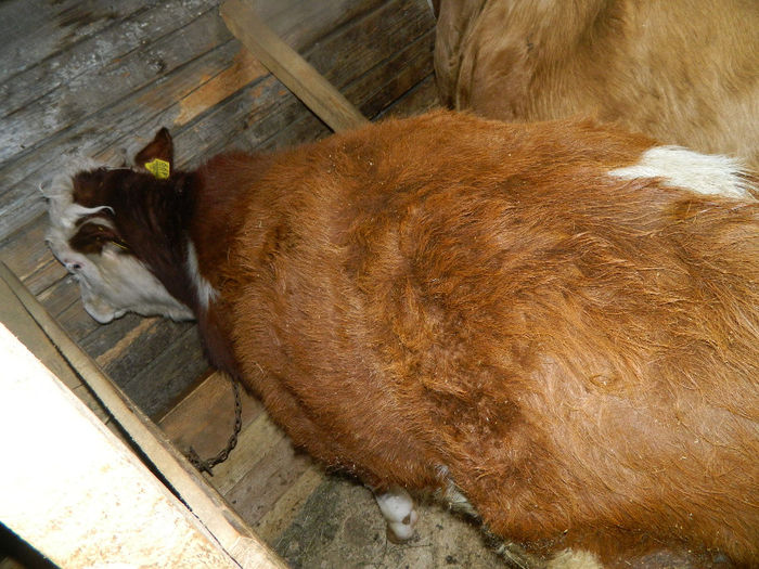Fenykep eszter 234 - Animale ce detin 2014 la noua ferma