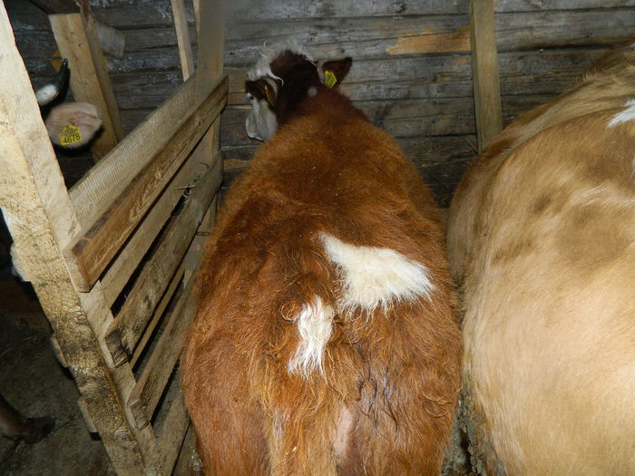 Fenykep eszter 235 - Animale ce detin 2014 la noua ferma