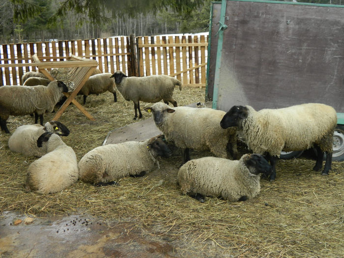 Fenykep eszter 245 - Animale ce detin 2014 la noua ferma