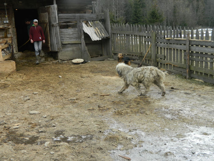 Fenykep eszter 253 - Animale ce detin 2014 la noua ferma