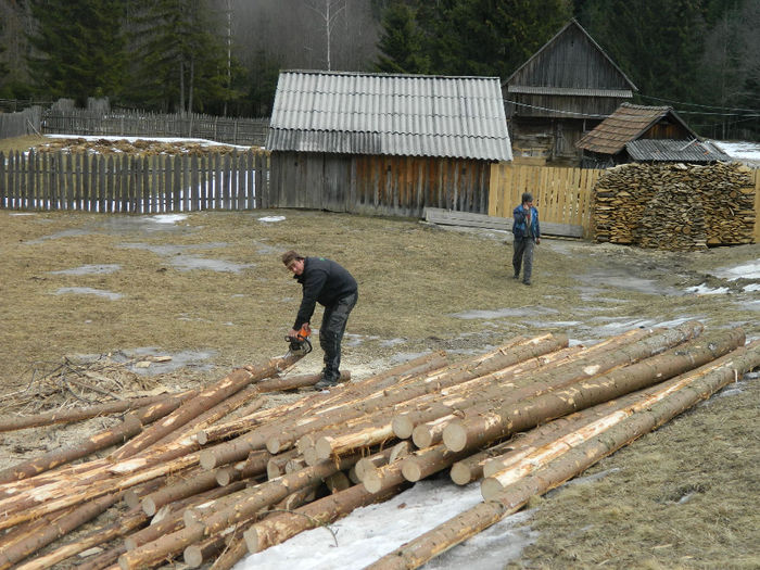 Baietii pregatesc material pentru gard - Animale ce detin 2014 la noua ferma