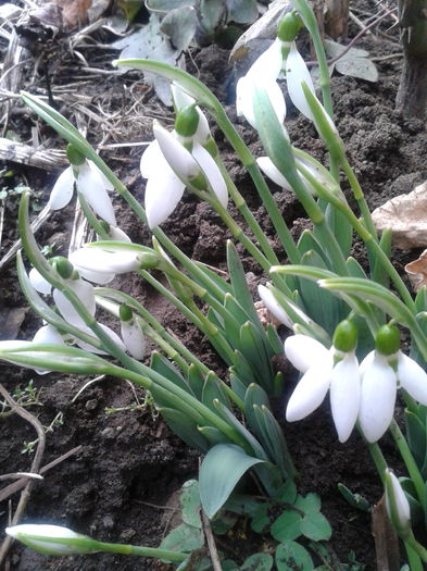 2014-01-12 13.39.41 - Plante in gradina 2014