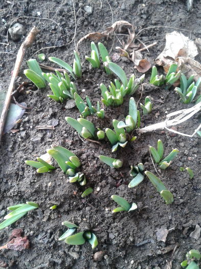 Cei de padure,diferenta comparativ cu ceilalti 2014-01-12 13.39.03 - Plante in gradina 2014