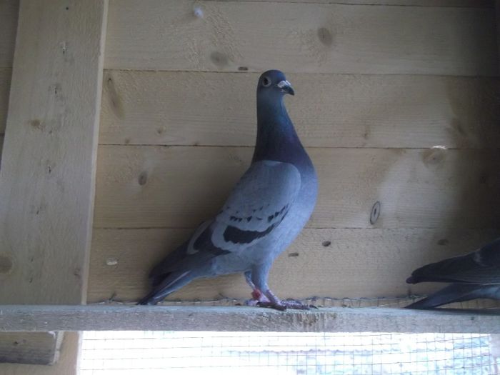 DSCF1514 - Pui decembrie 2013