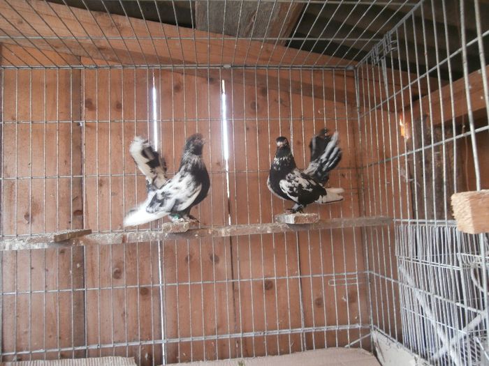 P1130026 - G- Roller de Cluj Vanduti