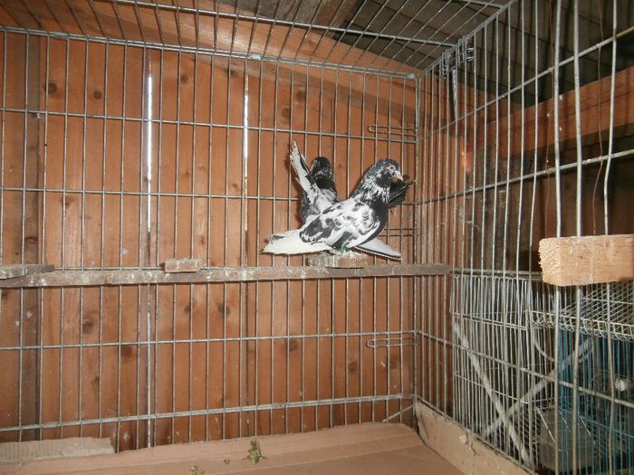 P1130029 - G- Roller de Cluj Vanduti