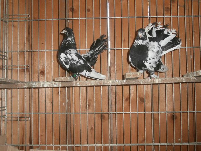 P1130034 - G- Roller de Cluj Vanduti