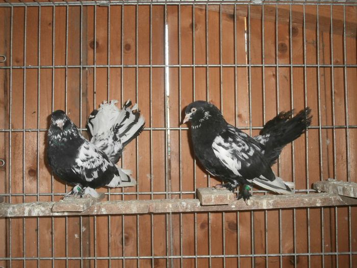 P1130037 - G- Roller de Cluj Vanduti