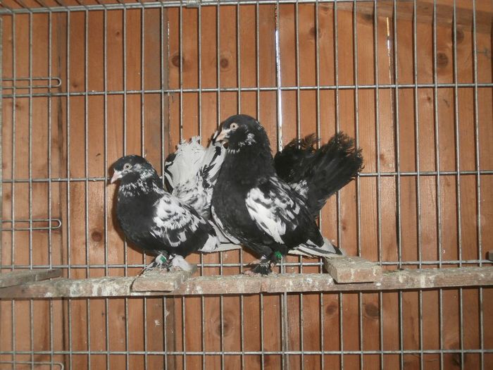 P1130038 - G- Roller de Cluj Vanduti