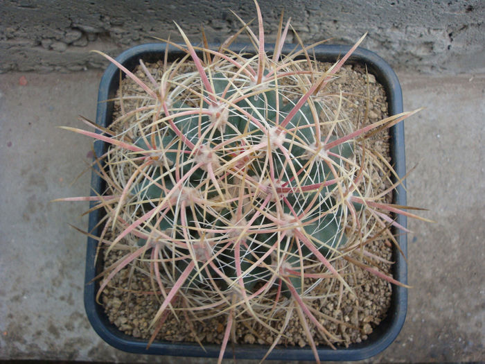 Ferocactus acanthodes (Lem.) Britton & Rose 1922; origine: SUA (Coconino County, Arizona)
