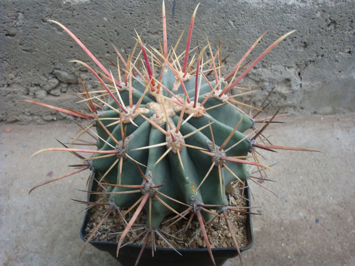 Ferocactus emoryi subsp. rectispinus  (Engelm.) N.P.Taylor 1998; origine; Mexic (Baja California centru) -4°C
