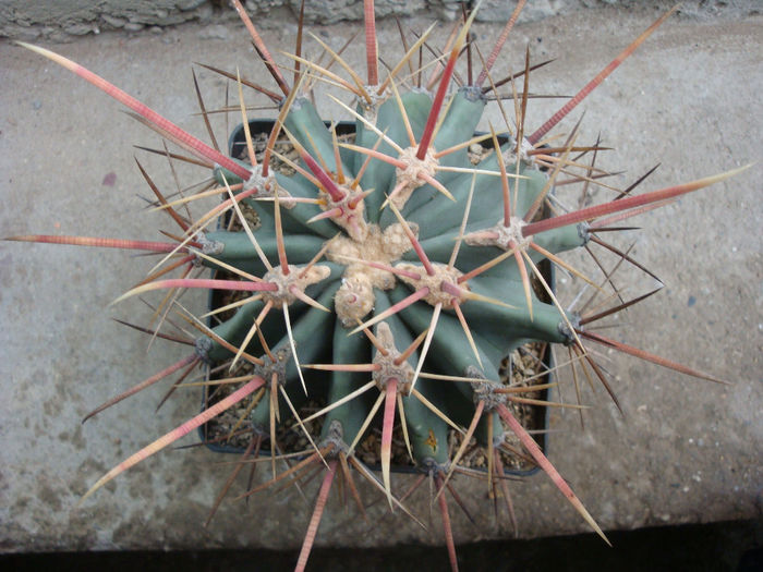Ferocactus emoryi subsp. rectispinus (Engelm.) N.P.Taylor 1998; origine; Mexic (Baja California centru) -4°C
