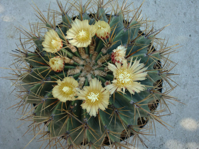 Ferocactus glaucescens (DC.) Britton & Rose 1922 - Genul Ferocactus