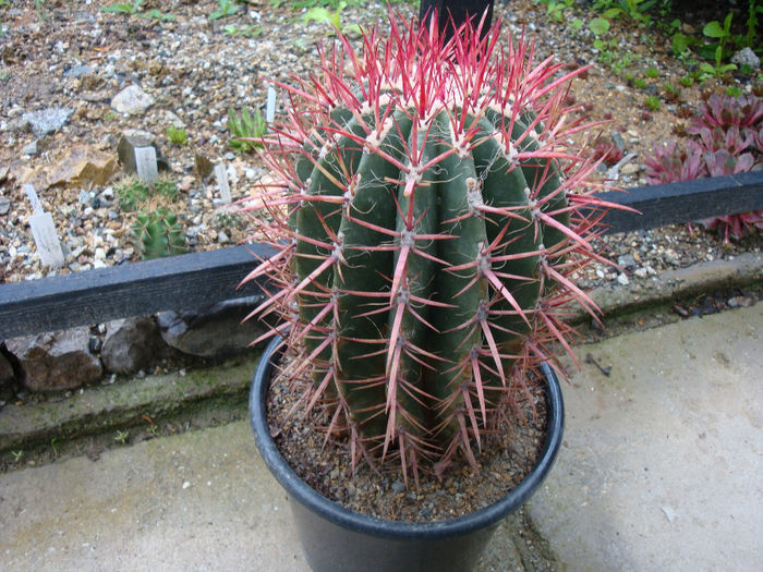 Ferocactus gracilis H.E. Gates 1933 - Genul Ferocactus