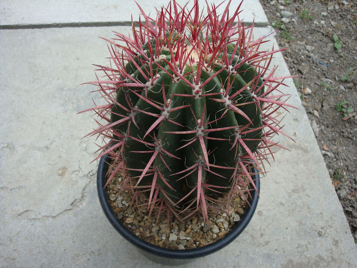 Ferocactus gracilis H.E. Gates 1933; origine: Mexic (Baja California)
