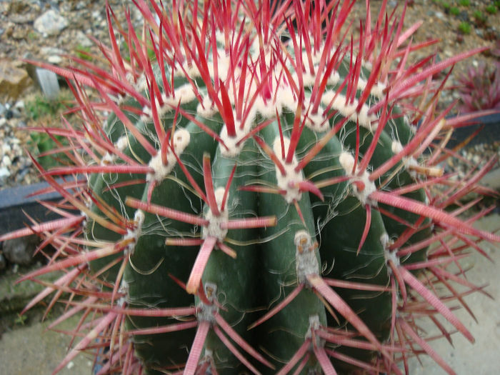Ferocactus gracilis H.E. Gates 1933; origine: Mexic (Baja California)
