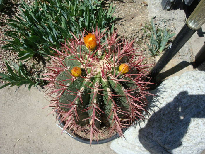 Ferocactus gracilis H.E. Gates 1933; origine: Mexic (Baja California)
