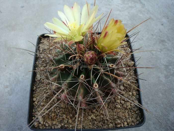 Ferocactus hamatacanthus ssp. sinuatus (A.Dietr.) N.P.Taylor 1998; origine: SUA (Texas), Mexic (Coahuila) -4 ° C
