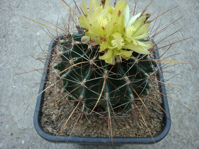 Ferocactus hamatacanthus ssp. sinuatus (A.Dietr.) N.P.Taylor 1998; origine: SUA (Texas), Mexic (Coahuila) -4 ° C

