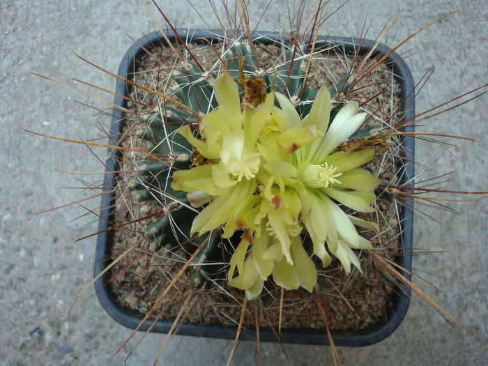 Ferocactus hamatacanthus ssp. sinuatus (A.Dietr.) N.P.Taylor 1998; origine: SUA (Texas), Mexic (Coahuila) -4 ° C
