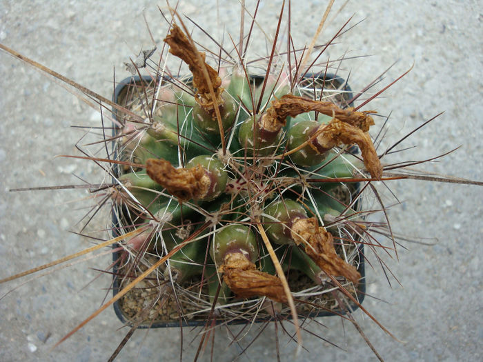 Ferocactus hamatacanthus ssp. sinuatus (A.Dietr.) N.P.Taylor 1998; origine: SUA (Texas), Mexic (Coahuila) -4 ° C
