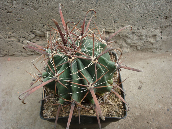 Ferocactus herrerae J.G.Ortega 1927; origine: Mexic (Sinaloa, Sonora) -4 °C
