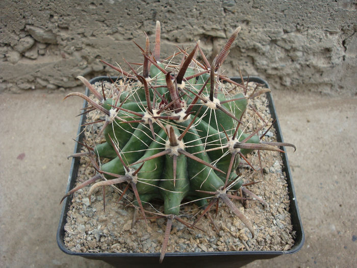Ferocactus peninsulae ‘brevispina’ - Genul Ferocactus