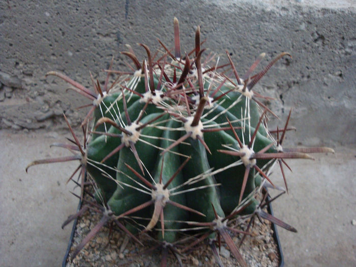 Ferocactus peninsula ‘brevispina’; origine: Mexic (Baja California de Sud),
