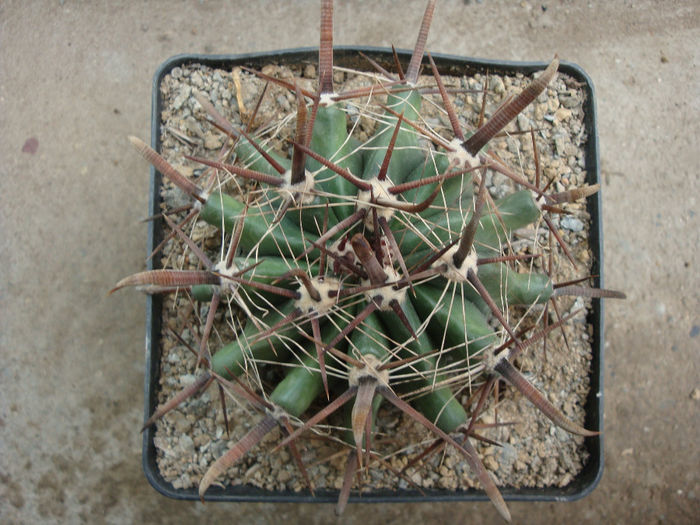 Ferocactus peninsulae (A.A.Weber) Britton & Rose1922; origine: Mexic (Baja California de Sud),
