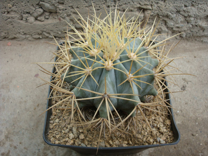 Ferocactus recurvus (Mill.) Borg1937; origine: Mexic: cestru si sud (Coahuila, Nuevo Leon)
