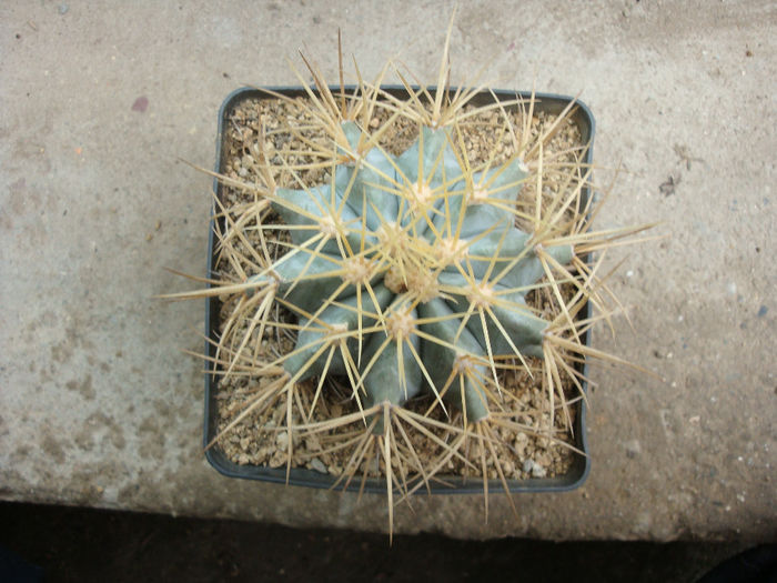 Ferocactus recurvus (Mill.) Borg1937 - Genul Ferocactus