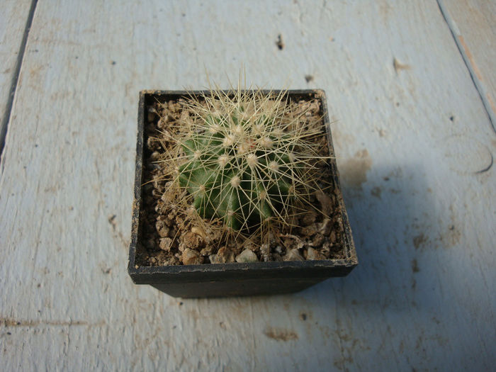 Ferocactus schwarzii G.E.Linds.1955 - Genul Ferocactus