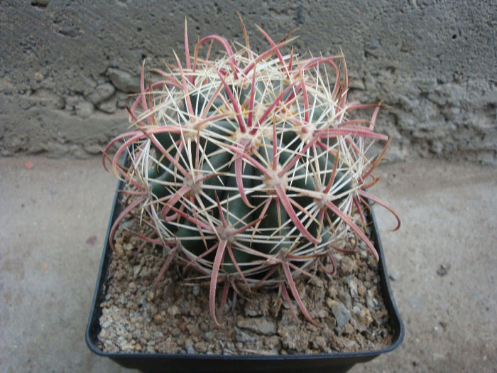 Ferocactus tiburonensis (G.Lindsay) Backeb.1961 - Genul Ferocactus