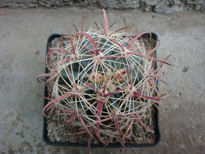 Ferocactus tiburonensis (G.Lindsay) Backeb.1961; origine: Mexic: Golful California, Sonora
