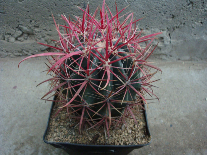 Ferocactus tortulispinus H.E.Gates 1933; origine: Mexic (Baja California de Nord)
