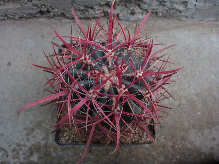 Ferocactus tortulispinus H.E.Gates 1933 - Genul Ferocactus