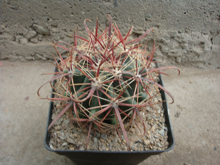 Ferocactus wislizeni (Engelm.) Britton & Rose1922; origine: SUA;  Arizona sud-est, New Mexico sud, El Paso County, Texas                                                Mexic: Sonora nord, Chihuahua și Sinaloa
