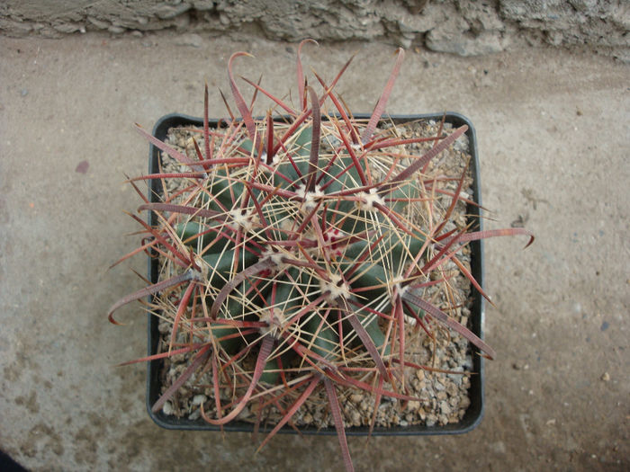 Ferocactus wislizeni (Engelm.) Britton & Rose1922; origine: SUA;  Arizona sud-est, New Mexico sud, El Paso County, Texas                                                Mexic: Sonora nord, Chihuahua și Sinaloa
