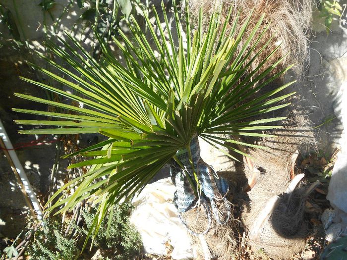 trachycarpus fortunei - GRADINA MEA  SI DE VANZARE