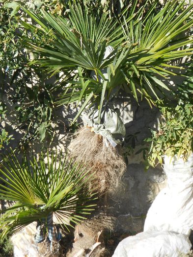 trachycarpus fortunei; palmierul meu veteran
